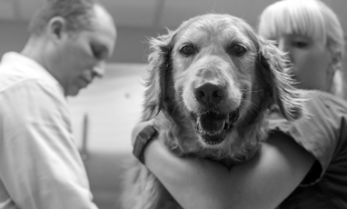 engagement_chien_veterinaire.jpg