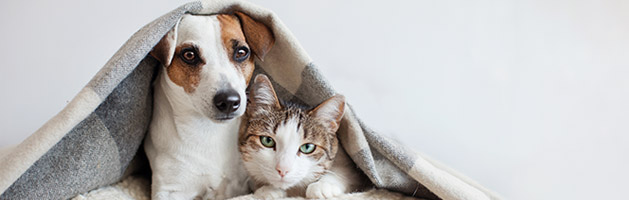 microchip your dog and cat