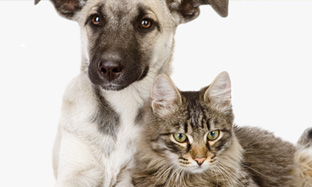 Intestinal worms in dogs and cats