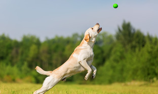 Essential vitamins and minerals for optimum health