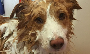 How to wash your dog How to wash your dog