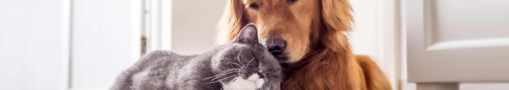 kooijker dog with sunset kooijker dog with sunset